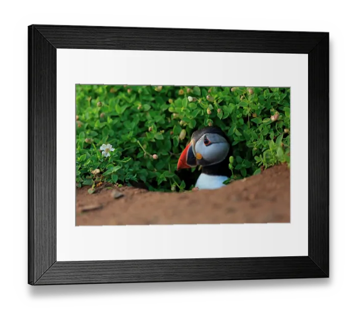 Framed Print : Atlantic puffin (Fratercula arctica) peering out from burrow, Skomer, Wales, UK. June Framed Print : Atlantic puffin (Fratercula arctica) peering out from burrow, Skomer, Wales, UK. June