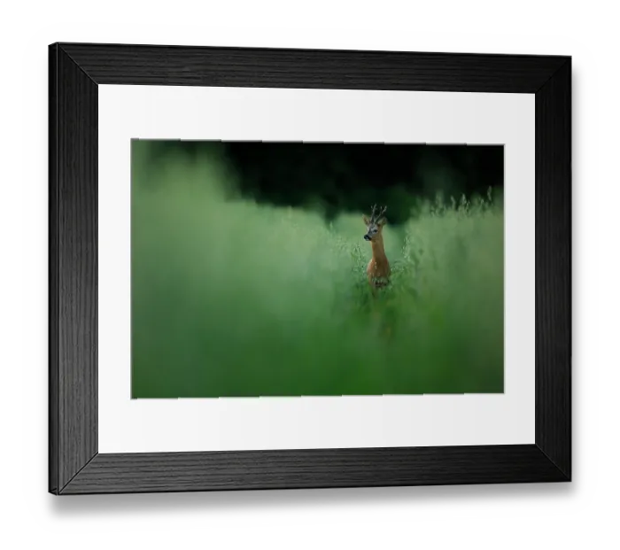 Framed Print : Roe deer (Capreolus capreolus) buck, standing alert in Oat (Avena sativa) field, South Downs National Park, Hampshire, UK. July Framed Print : Roe deer (Capreolus capreolus) buck, standing alert in Oat (Avena sativa) field, South Downs National Park, Hampshire, UK. July