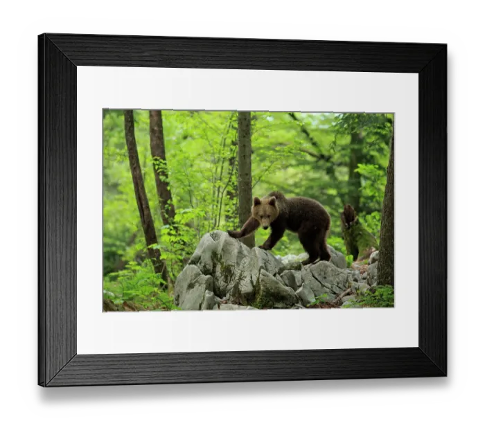 Framed Print : Brown bear (Ursus arctos) juvenile, standing on top of rock outcrop in forest, Dinaric Alps, Slovenia. May Framed Print : Brown bear (Ursus arctos) juvenile, standing on top of rock outcrop in forest, Dinaric Alps, Slovenia. May