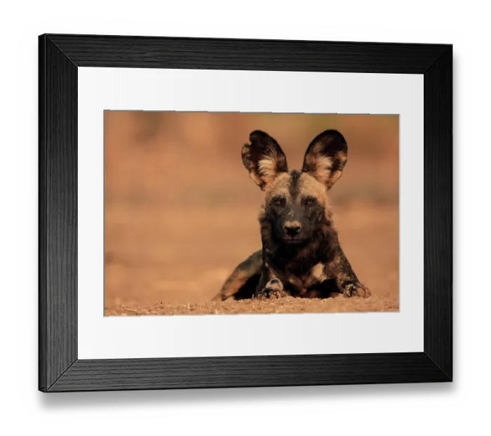 Framed Print : African wild dog (Lycaon pictus) resting, portrait, Mana Pools National Park, Zimbabwe Framed Print : African wild dog (Lycaon pictus) resting, portrait, Mana Pools National Park, Zimbabwe
