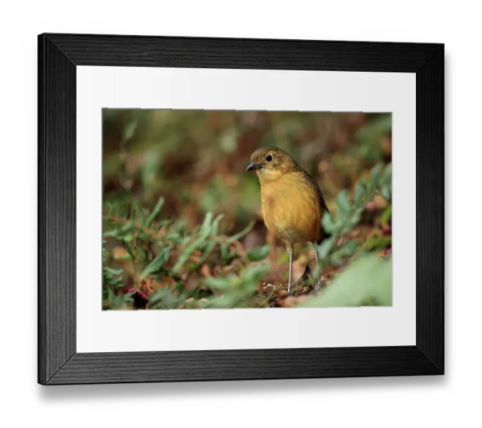 Framed Print : Tawny antpitta (Grallaria quitensis) standing on forest floor, Nevado del Ruiz, Colombia