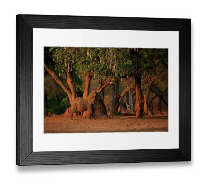 Framed Print : African elephant (Loxodonta africana) bull, reaching its trunk into tree canopy to feed on leaves of Sausage tree (Kigelia africana), Mana Pools National Park, Zimbabwe
