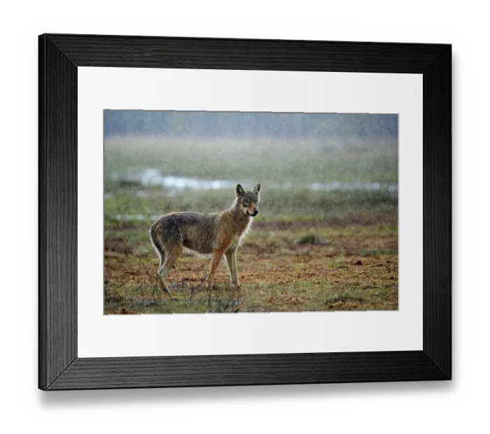 Framed Print : Grey wolf (Canis lupus) juvenile, standing in rain on the edge of marsh, Finland. May Framed Print : Grey wolf (Canis lupus) juvenile, standing in rain on the edge of marsh, Finland. May