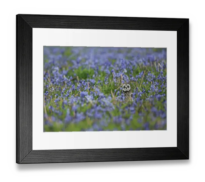 Framed Print : Short-eared owl (Asio flammeus) standing in field of Bluebells (Hyacinthoides non-scripta), Skomer, Wales, UK. May Framed Print : Short-eared owl (Asio flammeus) standing in field of Bluebells (Hyacinthoides non-scripta), Skomer, Wales, UK. May