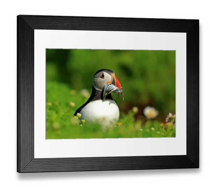 Framed Print : Atlantic puffin (Fratercula arctica) standing on clifftop with beak full of Sand eels (Ammodytes sp.), Skomer, Wales, UK. June Framed Print : Atlantic puffin (Fratercula arctica) standing on clifftop with beak full of Sand eels (Ammodytes sp.), Skomer, Wales, UK. June
