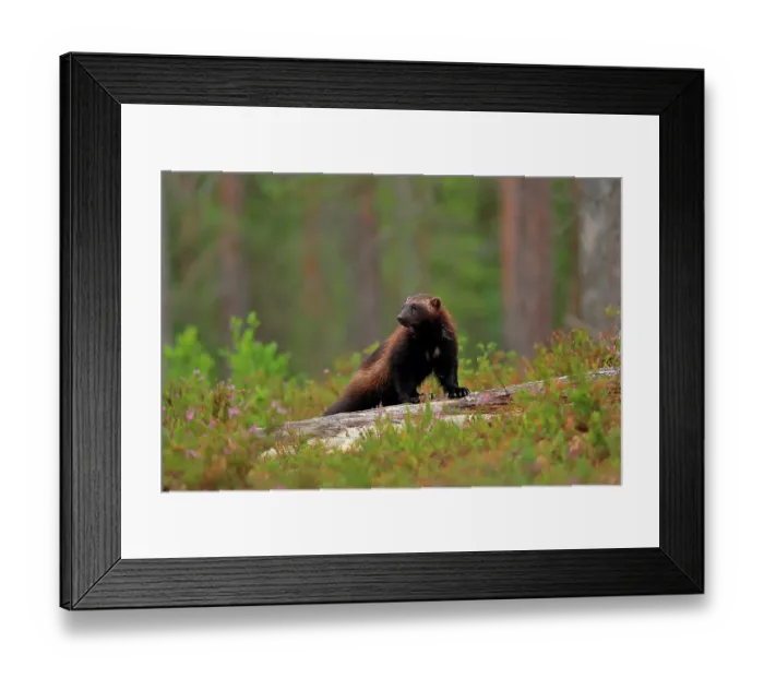 Framed Print : Wolverine (Gulo gulo) standing on fallen tree in boreal forest, Finland. July