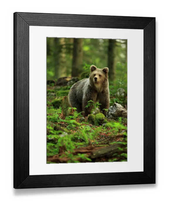 Framed Print : European brown bear (Ursos arctos) standing in forest, Dinaric Alps, Slovenia. May Framed Print : European brown bear (Ursos arctos) standing in forest, Dinaric Alps, Slovenia. May