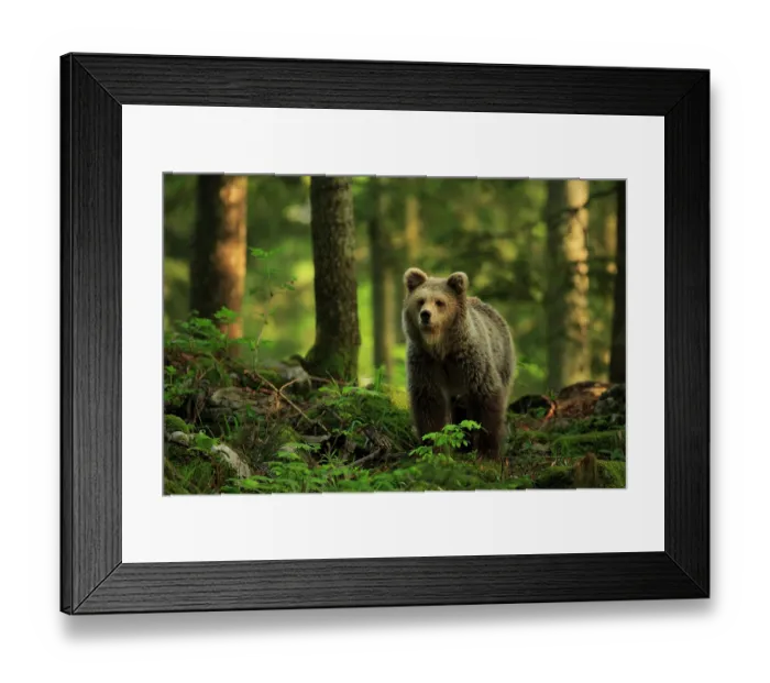 Framed Print : Brown bear (Ursus arctos) walking through forest, Dinaric Alps, Slovenia. May Framed Print : Brown bear (Ursus arctos) walking through forest, Dinaric Alps, Slovenia. May