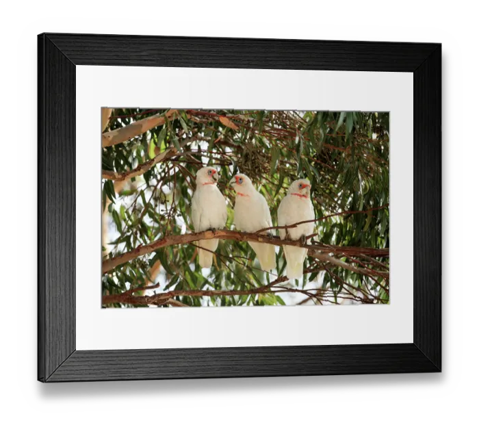 Framed Print : Three Long-billed corellas (Cacatua tenuirostris) perched on branch in the shade of a Eucalypt tree (Eucalyptus sp.), You Yang Ranges, Victoria, Australia Framed Print : Three Long-billed corellas (Cacatua tenuirostris) perched on branch in the shade of a Eucalypt tree (Eucalyptus sp.), You Yang Ranges, Victoria, Australia
