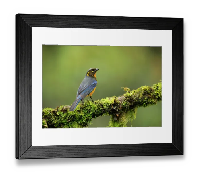 Framed Print : Lacrimose mountain tanager (Anisognathus lacrymosus) perched on mossy branch, Termales del Ruiz, Colombia Framed Print : Lacrimose mountain tanager (Anisognathus lacrymosus) perched on mossy branch, Termales del Ruiz, Colombia