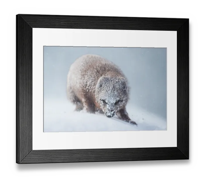 Framed Print : Arctic fox (Vulpes lagopus) blue morph walking through blizzard, Hornstrandir Nature Reserve, Iceland. March