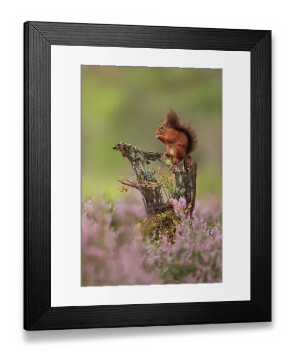 Framed Print : Red squirrel (Sciurus vulgaris) sitting on a low branch feeding, surrounded by Heather (Calluna vulgaris) in flower, Cairngorms National Park, Scotland, UK. August Framed Print : Red squirrel (Sciurus vulgaris) sitting on a low branch feeding, surrounded by Heather (Calluna vulgaris) in flower, Cairngorms National Park, Scotland, UK. August