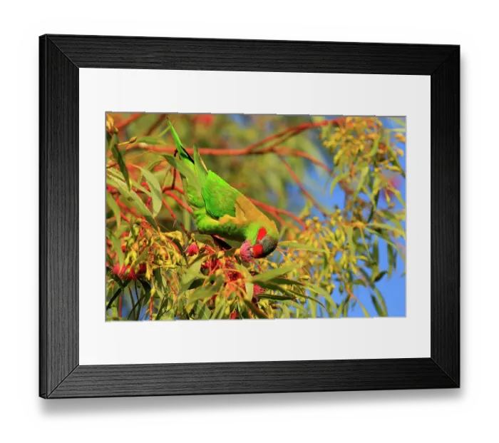 Framed Print : Musk lorikeet (Glossopsitta concinna) perched in tree feeding on Eucalypt (Eucalyptus sp.) flowers, Murray River, South Australia Framed Print : Musk lorikeet (Glossopsitta concinna) perched in tree feeding on Eucalypt (Eucalyptus sp.) flowers, Murray River, South Australia
