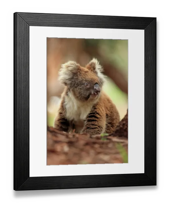 Framed Print : Koala (Phascolarctos cinereus) male, standing on forest floor, Kangaroo Island, South Australia, Australia Framed Print : Koala (Phascolarctos cinereus) male, standing on forest floor, Kangaroo Island, South Australia, Australia