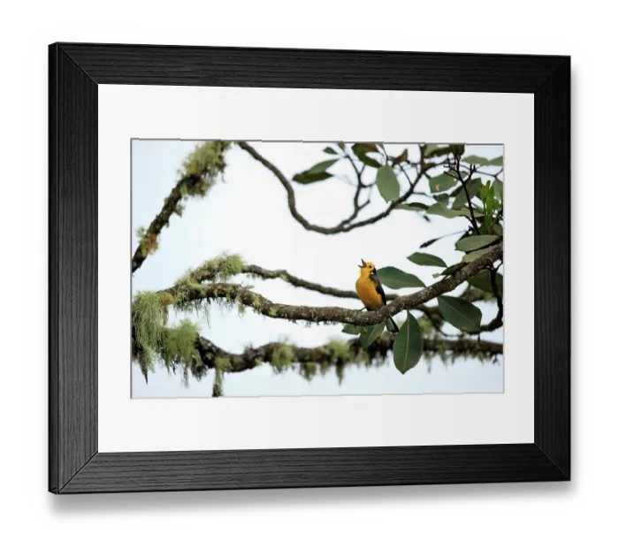 Framed Print : Golden-fronted whitefront (Myioborus ornatus) perched on branch in cloud forest singing, Jardin, western Andes, Colombia Framed Print : Golden-fronted whitefront (Myioborus ornatus) perched on branch in cloud forest singing, Jardin, western Andes, Colombia