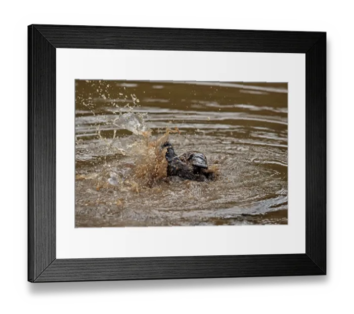Framed Print : Two Platypus (Ornithorhynchus anatinus) fighting at surface of small lake, Tasmania, Australia Framed Print : Two Platypus (Ornithorhynchus anatinus) fighting at surface of small lake, Tasmania, Australia