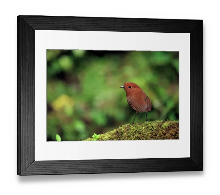Framed Print : Chami antpitta (Grallaria alvarezi) perched on mossy branch in cloud forest, Jardin, western Andes, Colombia Framed Print : Chami antpitta (Grallaria alvarezi) perched on mossy branch in cloud forest, Jardin, western Andes, Colombia
