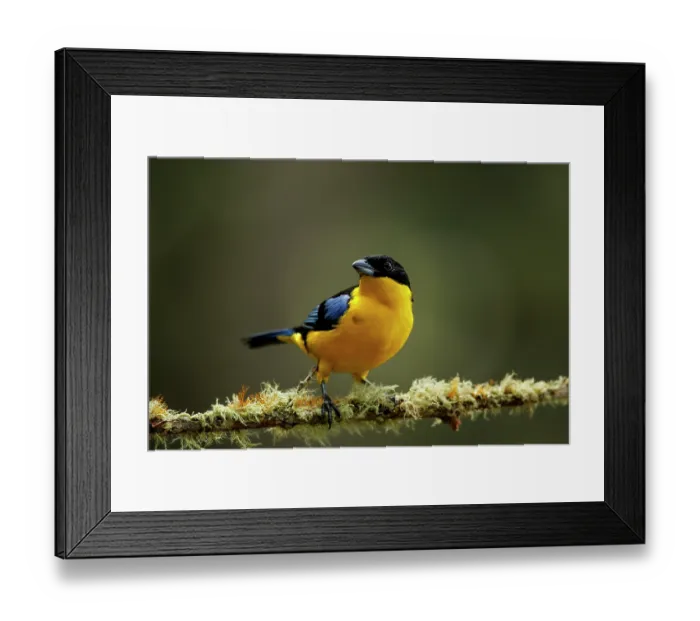 Framed Print : Blue-winged mountain tanager (Anisognathus somptuosus) perched on a lichen-covered branch in high-altitude forest, western Andes, Colombia Framed Print : Blue-winged mountain tanager (Anisognathus somptuosus) perched on a lichen-covered branch in high-altitude forest, western Andes, Colombia