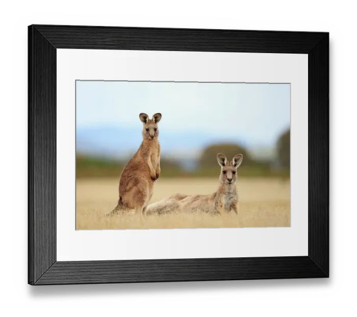 Framed Print : Eastern grey kangaroo (Macropus giganteus) joey standing next to resting female in coastal grasslands, Narawntapu National Park, Tasmania, Australia Framed Print : Eastern grey kangaroo (Macropus giganteus) joey standing next to resting female in coastal grasslands, Narawntapu National Park, Tasmania, Australia