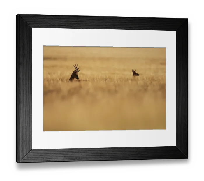 Framed Print : Roe deer (Capreolus capreolus) buck following a doe through long grass during the rut, South Downs National Park, Hampshire, UK. August Framed Print : Roe deer (Capreolus capreolus) buck following a doe through long grass during the rut, South Downs National Park, Hampshire, UK. August