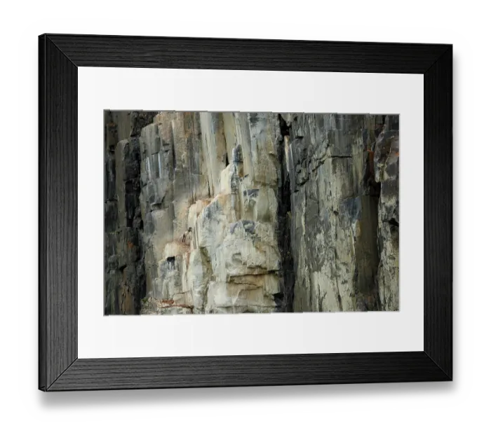 Framed Print : Arctic fox (Vulpes lagopus) leaping up vertical rock face, hunting for food at seabird colony, Alkefjellet, Spitsbergen, Svalbard archipelago, Norway. July Framed Print : Arctic fox (Vulpes lagopus) leaping up vertical rock face, hunting for food at seabird colony, Alkefjellet, Spitsbergen, Svalbard archipelago, Norway. July