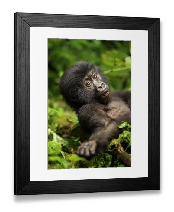 Framed Print : Mountain gorilla (Gorilla beringei beringei) infant, resting on forest floor, Bwindi Impenetrable Forest, Uganda. Endangered Framed Print : Mountain gorilla (Gorilla beringei beringei) infant, resting on forest floor, Bwindi Impenetrable Forest, Uganda. Endangered