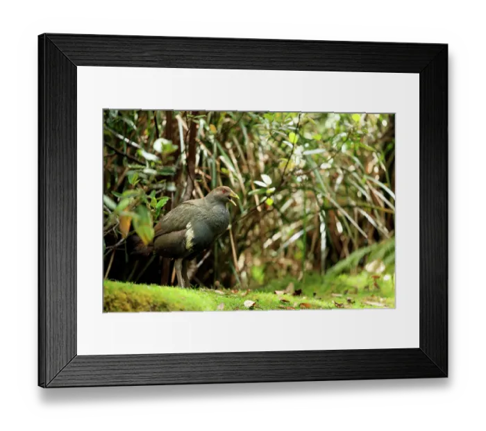 Framed Print : Tasmanian nativehen (Tribonyx mortierii) standing among forest undergrowth, calling, Tasmania, Australia Framed Print : Tasmanian nativehen (Tribonyx mortierii) standing among forest undergrowth, calling, Tasmania, Australia