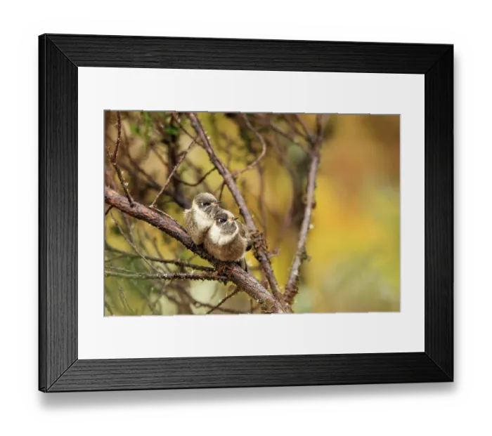 Framed Print : Two Green-bearded helmetcrest (Oxypogon guerinii) fledglings perched on branch, sheltering from strong winds, Parque Nacional Natural Sumapaz, Colombia Framed Print : Two Green-bearded helmetcrest (Oxypogon guerinii) fledglings perched on branch, sheltering from strong winds, Parque Nacional Natural Sumapaz, Colombia