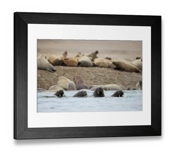 Framed Print : Four Atlantic walruses (Odobenus rosmarus) swimming close to shore with colony resting in background, Nordaustlandet, Svalbard Archipelago, Norway. July Framed Print : Four Atlantic walruses (Odobenus rosmarus) swimming close to shore with colony resting in background, Nordaustlandet, Svalbard Archipelago, Norway. July