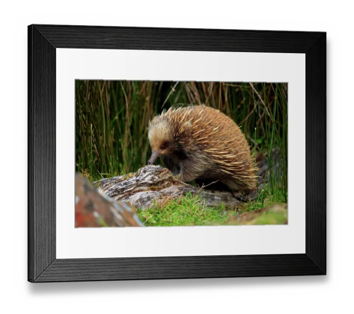 Framed Print : Short-beaked echidna (Tachyglossus aculeatus) searching for food in an old, decaying log, Cradle Mountain National Park, Tasmania, Australia Framed Print : Short-beaked echidna (Tachyglossus aculeatus) searching for food in an old, decaying log, Cradle Mountain National Park, Tasmania, Australia