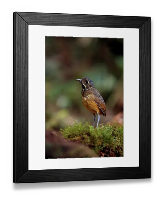 Framed Print : Scaled antpitta (Grallaria guatimalensis) perched on moss on forest floor, La Florida - El Bosque de las Aves, Colombia Framed Print : Scaled antpitta (Grallaria guatimalensis) perched on moss on forest floor, La Florida - El Bosque de las Aves, Colombia