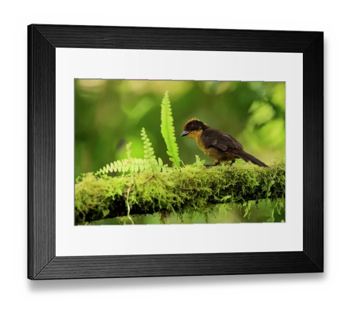 Framed Print : Choco brushfinch (Atlapetes crassus) perched on lichen-covered branch, Colombia Framed Print : Choco brushfinch (Atlapetes crassus) perched on lichen-covered branch, Colombia