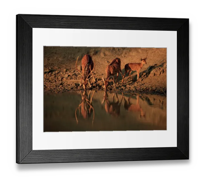Framed Print : Chital (Axis axis) pair with fawn, drinking at waterhole, Nagarhole National Park, Karnataka, India Framed Print : Chital (Axis axis) pair with fawn, drinking at waterhole, Nagarhole National Park, Karnataka, India