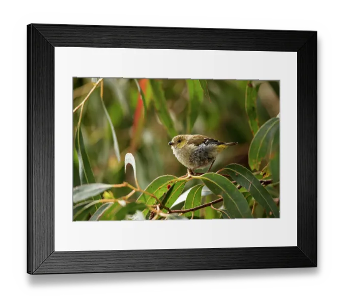 Framed Print : Forty-spotted pardalote (Pardalotus quadragintus) perched in White gum (Eucalyptus alba) tree, Bruny Island, Tasmania, Australia. Endangered Framed Print : Forty-spotted pardalote (Pardalotus quadragintus) perched in White gum (Eucalyptus alba) tree, Bruny Island, Tasmania, Australia. Endangered