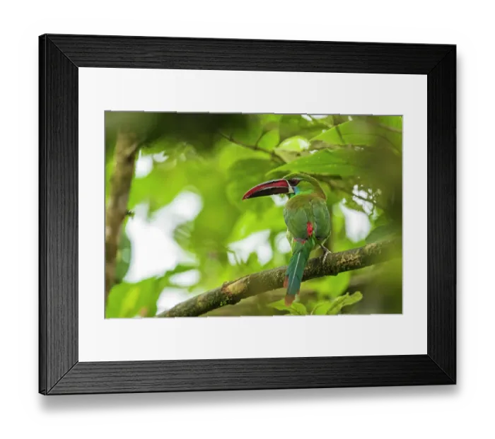 Framed Print : Crimson-rumped toucanet (Aulacorhynchus haematopygus) perched on branch, protecting its nest hole, Colombia Framed Print : Crimson-rumped toucanet (Aulacorhynchus haematopygus) perched on branch, protecting its nest hole, Colombia