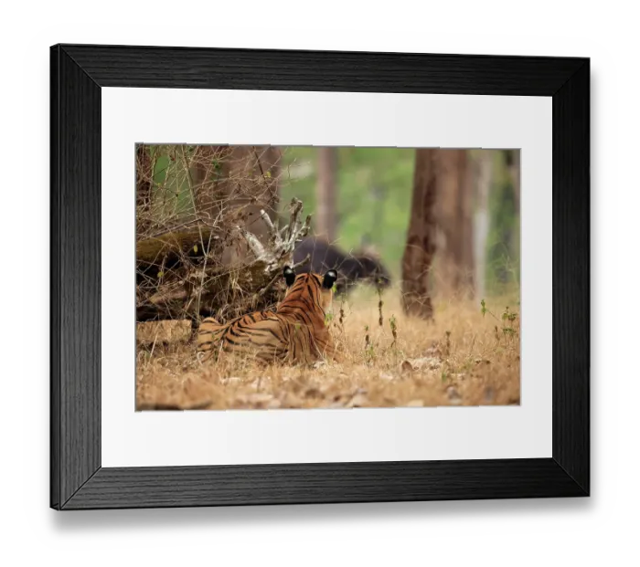 Framed Print : Bengal tiger (Panthera tigris tigris) stalking herd of Gaur (Bos gaurus) in forest, Nagarhole National Park, Karnataka, India. Endangered Framed Print : Bengal tiger (Panthera tigris tigris) stalking herd of Gaur (Bos gaurus) in forest, Nagarhole National Park, Karnataka, India. Endangered
