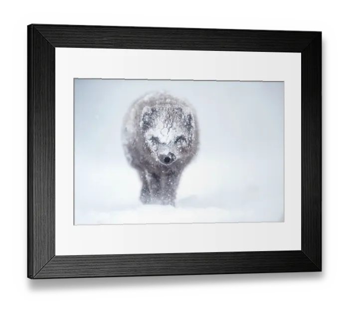 Framed Print : Arctic fox (Vulpes lagopus) blue morph walking through blizzard, Hornstrandir Nature Reserve, Iceland. March Framed Print : Arctic fox (Vulpes lagopus) blue morph walking through blizzard, Hornstrandir Nature Reserve, Iceland. March