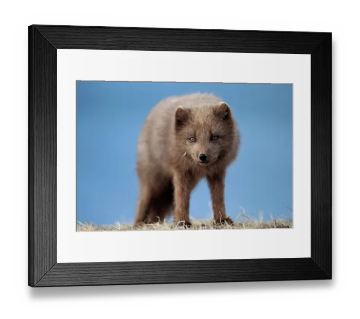 Framed Print : Arctic fox (Vulpes lagopus) blue morph, portrait, Hornstrandir Nature Reserve, Iceland. March Framed Print : Arctic fox (Vulpes lagopus) blue morph, portrait, Hornstrandir Nature Reserve, Iceland. March