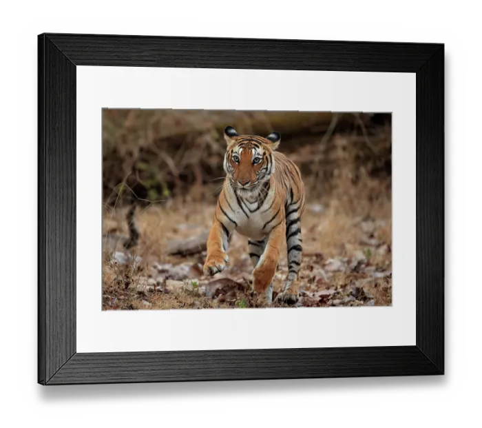 Framed Print : Bengal tiger (Panthera tigris tigris) running through forest, Nagarhole National Park, Karnataka, India. Endangered Framed Print : Bengal tiger (Panthera tigris tigris) running through forest, Nagarhole National Park, Karnataka, India. Endangered
