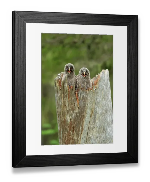 Framed Print : Two Great grey owl (Strix nebulosa) chicks, perched in nest hole in dead tree, calling, Finland. July Framed Print : Two Great grey owl (Strix nebulosa) chicks, perched in nest hole in dead tree, calling, Finland. July