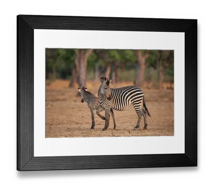 Framed Print : Crawshay's zebra (Equus quagga crawshayi) mare with foal, standing in area of open riverine forest, South Luangwa National Park, Zambia