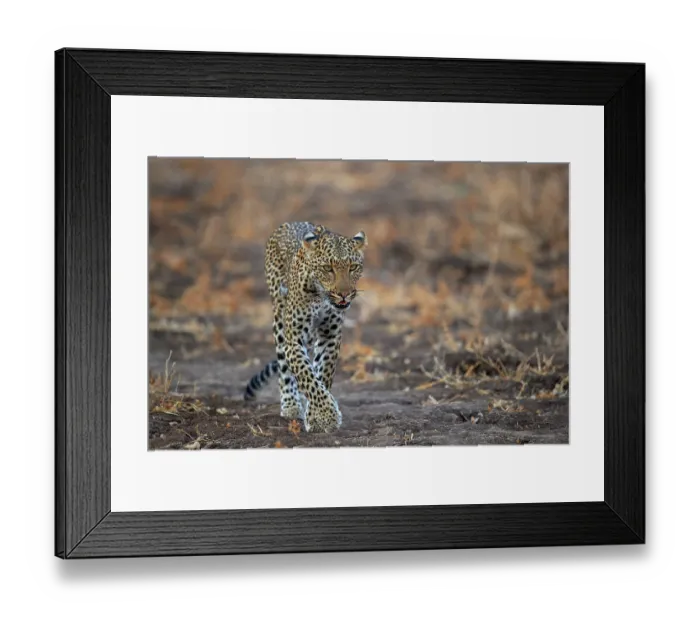 Framed Print : African leopard (Panthera pardus) female juvenile, walking over dry grassland, South Luangwa National Park, Zambia Framed Print : African leopard (Panthera pardus) female juvenile, walking over dry grassland, South Luangwa National Park, Zambia