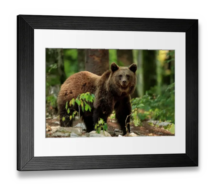 Framed Print : Brown bear (Ursus arctos) juvenile, walking through forest, Dinaric Alps, Slovenia. September Framed Print : Brown bear (Ursus arctos) juvenile, walking through forest, Dinaric Alps, Slovenia. September