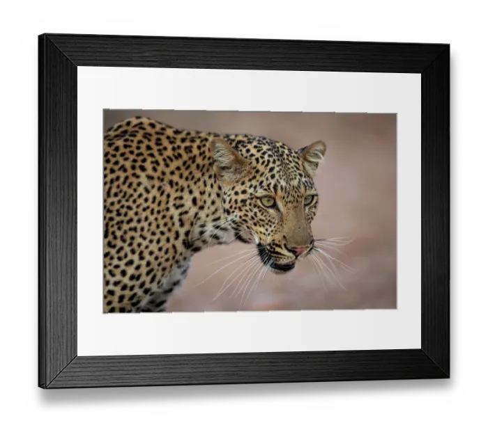 Framed Print : African leopard (Panthera pardus) female juvenile, head portrait, South Luangwa National Park, Zambia Framed Print : African leopard (Panthera pardus) female juvenile, head portrait, South Luangwa National Park, Zambia