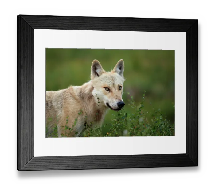 Framed Print : Grey wolf (Canis lupus) male, standing in swampland in boreal forest, Kuhmo, Finland. July Framed Print : Grey wolf (Canis lupus) male, standing in swampland in boreal forest, Kuhmo, Finland. July