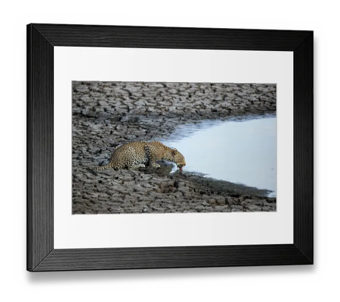 Framed Print : African leopard (Panthera pardus) female juvenile, drinking at edge of waterhole, South Luangwa National Park, Zambia Framed Print : African leopard (Panthera pardus) female juvenile, drinking at edge of waterhole, South Luangwa National Park, Zambia