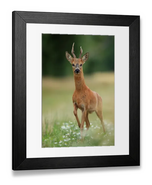 Framed Print : Roe deer (Capreolus capreolus) buck walking through wildflowers, South Downs National Park, Hampshire, UK. August Framed Print : Roe deer (Capreolus capreolus) buck walking through wildflowers, South Downs National Park, Hampshire, UK. August