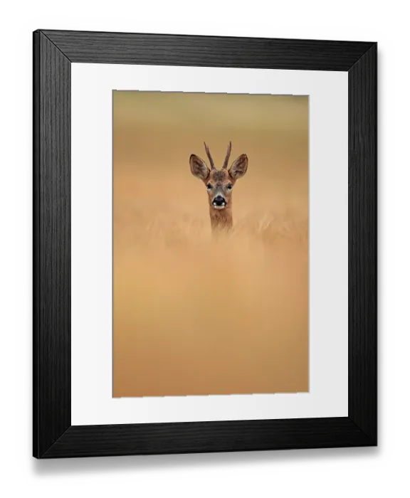 Framed Print : Roe deer (Capreolus capreolus) buck, standing alert in field of barley, South Downs National Park, Hampshire, UK. July Framed Print : Roe deer (Capreolus capreolus) buck, standing alert in field of barley, South Downs National Park, Hampshire, UK. July
