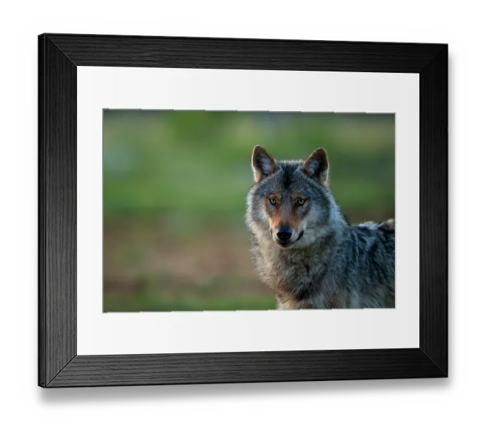 Framed Print : Grey wolf (Canis lupus) male, portrait, Kuhmo, Finland, June Framed Print : Grey wolf (Canis lupus) male, portrait, Kuhmo, Finland, June