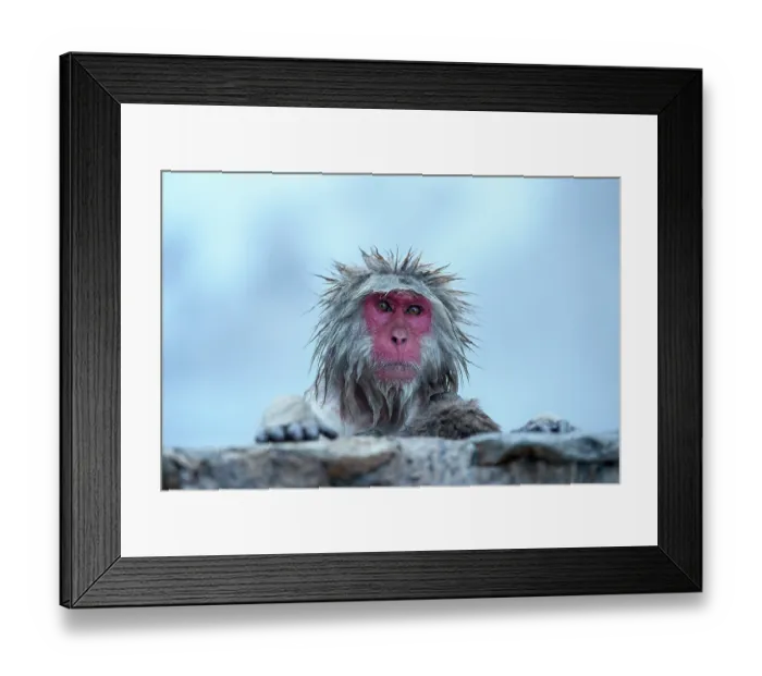 Framed Print : Japanese macaque (Macaca fuscata) emerging from thermal pool, Jigokudani, Yamanouchi, Japan Framed Print : Japanese macaque (Macaca fuscata) emerging from thermal pool, Jigokudani, Yamanouchi, Japan